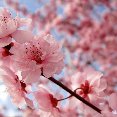 cherry_blossom_