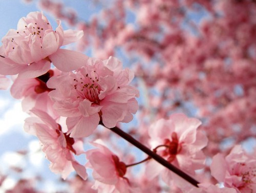 cherry_blossom_