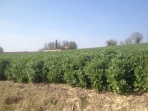 broadbeans