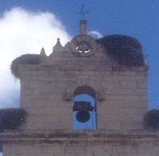 stork nests