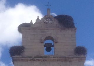 stork nests